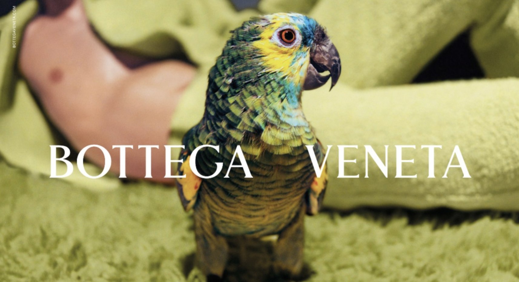 Bottega Veneta Sunglasses